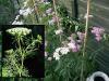 Yarrow Achillea millefolium